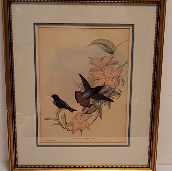 J. Gould and HC Richter Hummingbirds Aglaeactics Pamela Litho - Picture 2 of 16